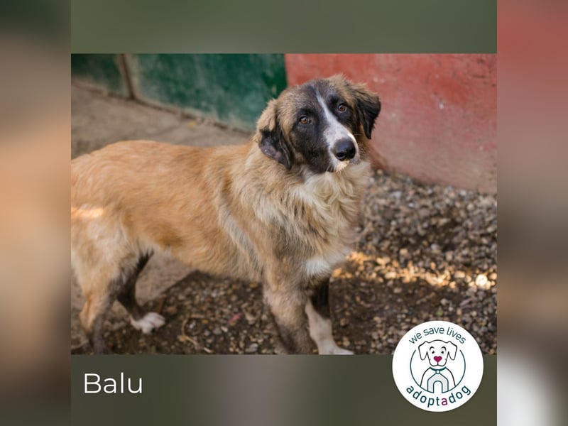 Balu: Liebevolle Frohnatur