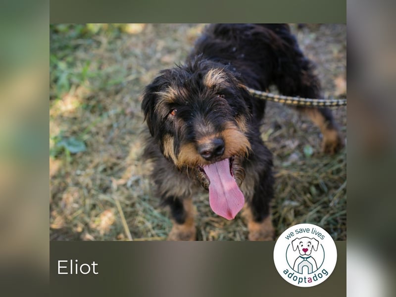 Eliot: Sucht ein Zuhause