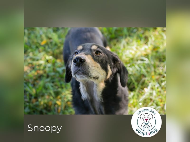 Snoopy: fröhlicher Rüde
