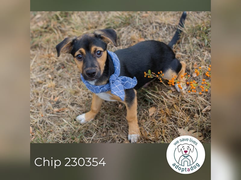 Chip 230354: Hundekind sucht ein Zuhause