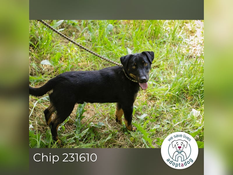 Chip 231610: Sucht ein Zuhause
