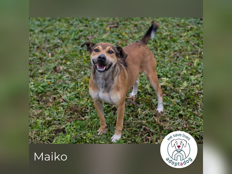Maiko: Charmeur auf vier Pfoten