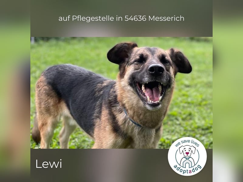Lewi: stattlich, eleganter Rüde in Messerich (D) auf Pflegestelle