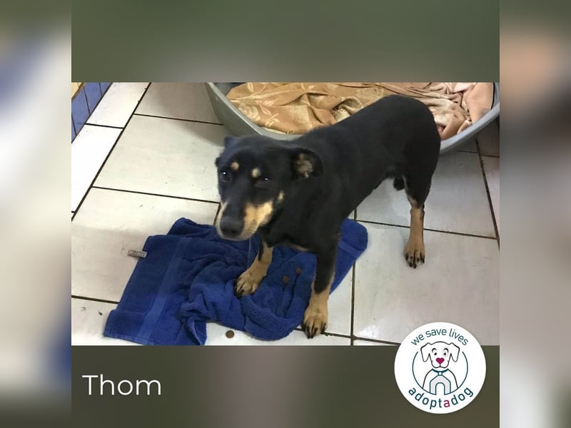 Thom – Sucht ein Zuhause