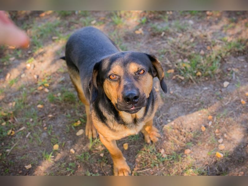 Chip 232046: Sucht ein Zuhause