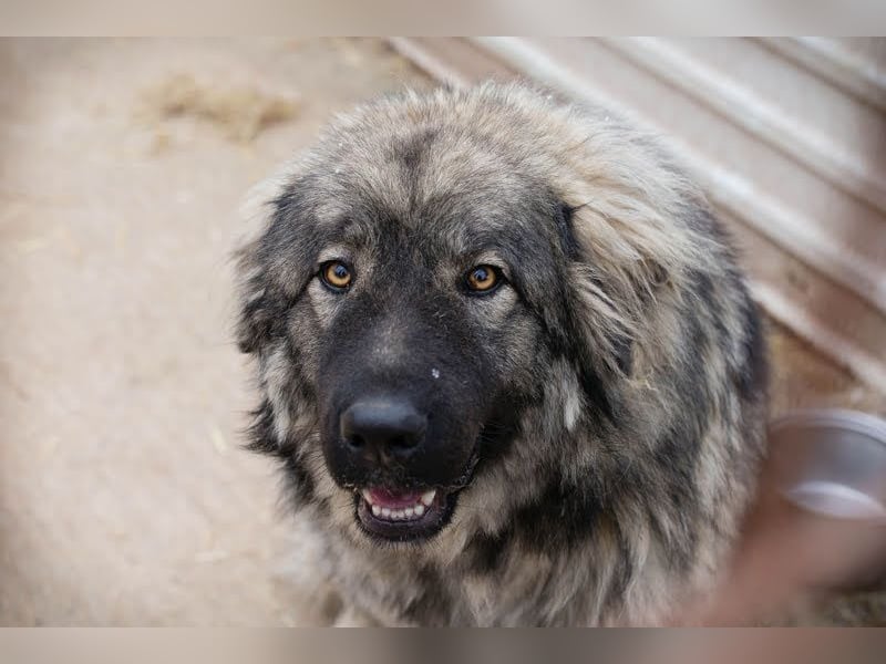 Paul: Besonderer Hund braucht ein Zuhause