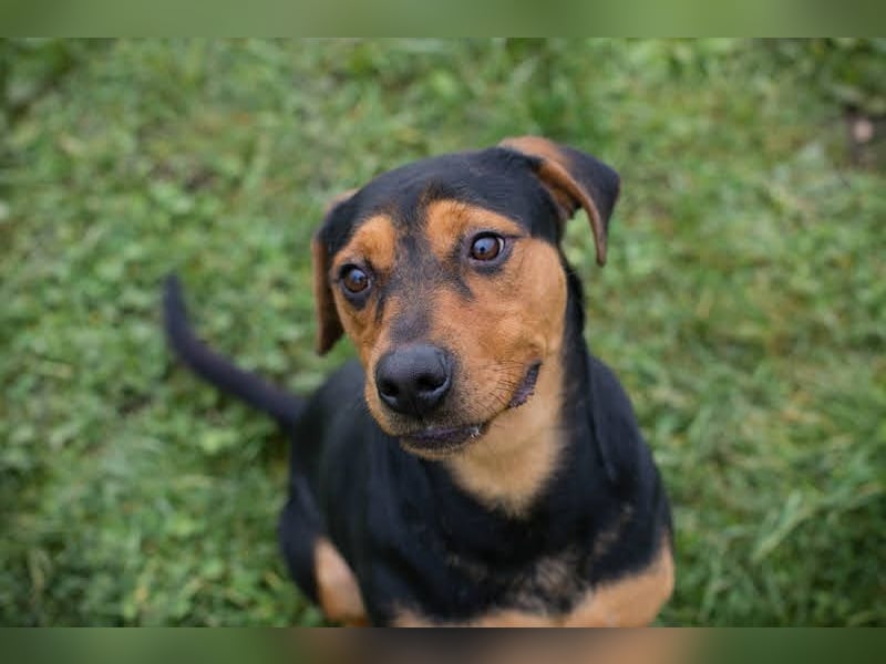 Chico – Sucht aktive Menschen!