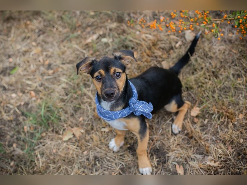 Chip 230354: Hundekind sucht ein Zuhause