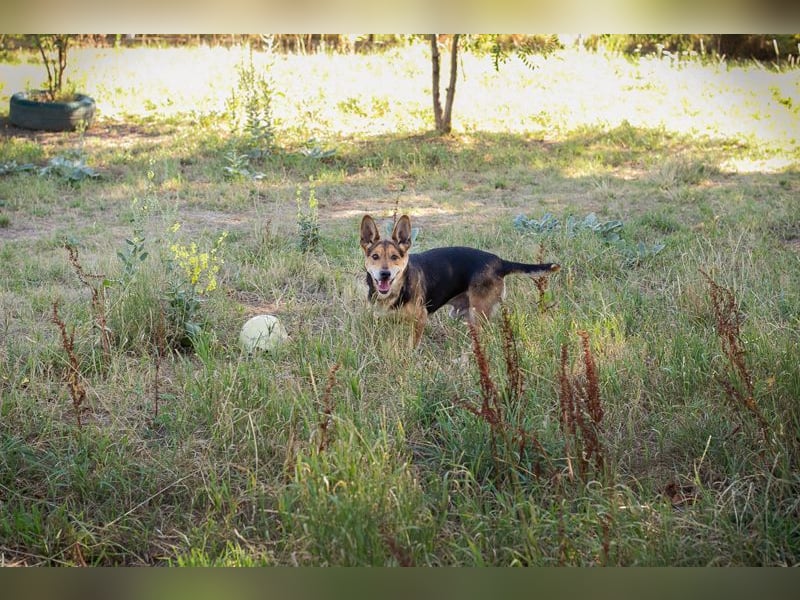 Sparky: sucht ein Zuhause