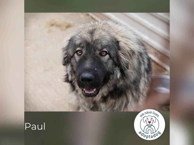 Paul: Besonderer Hund braucht ein Zuhause