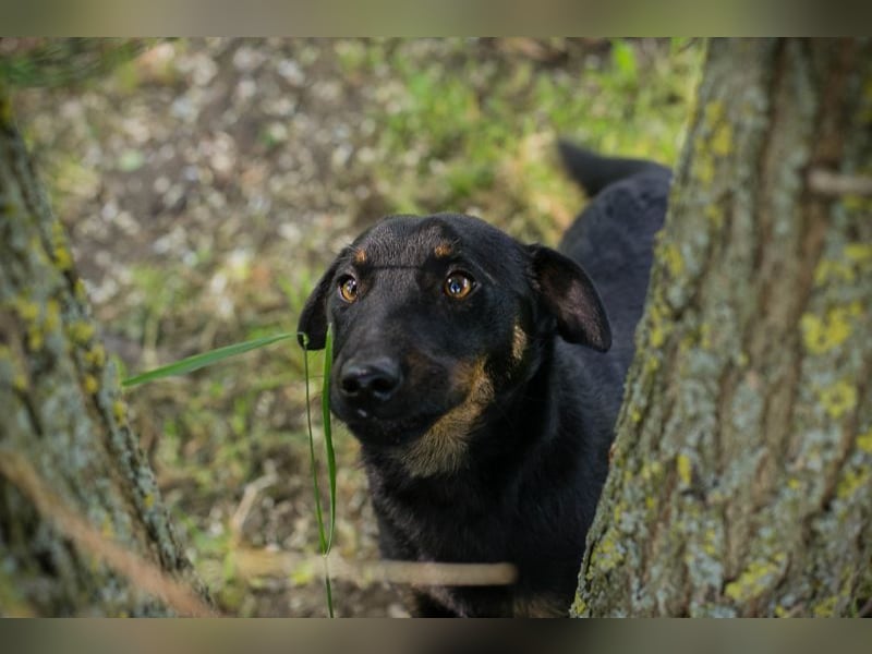 Chip 231610: Sucht ein Zuhause