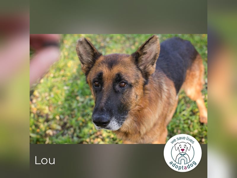 Lou: sucht ein Zuhause