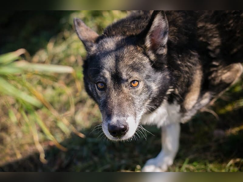 Collin: Lieber Hund mit Handicap