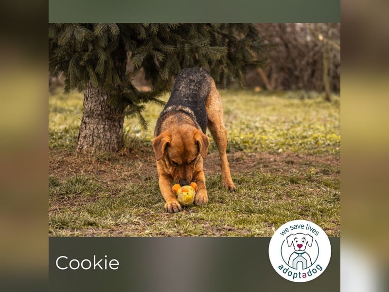 Cookie: Kennt nur das Tierheim