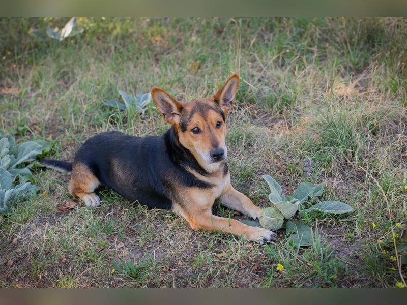 Sparky: sucht ein Zuhause