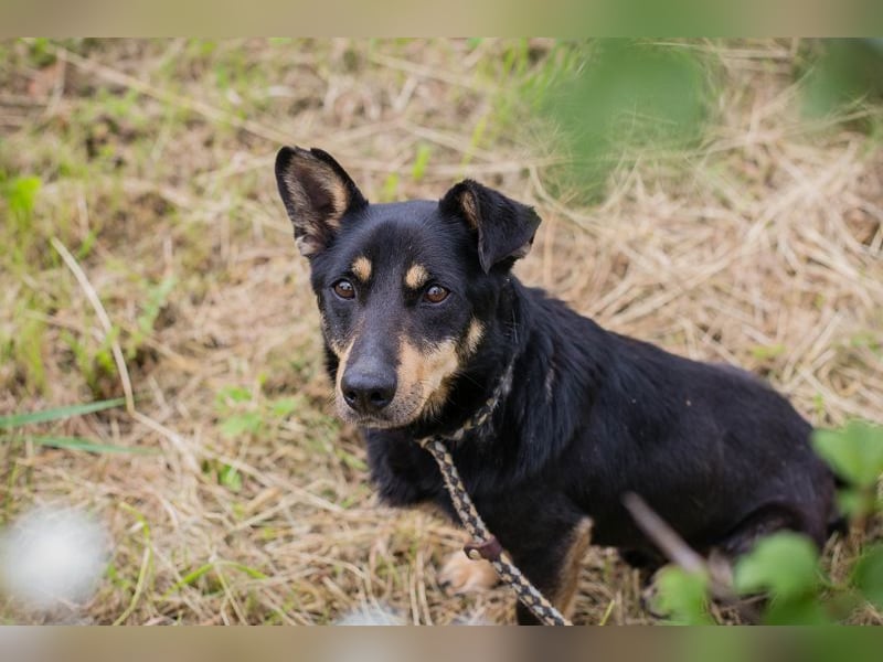 Thom: Sucht ein Zuhause
