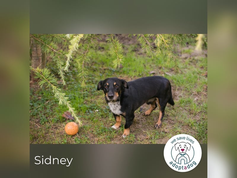Sidney: Ein Wunder auf vier Pfoten