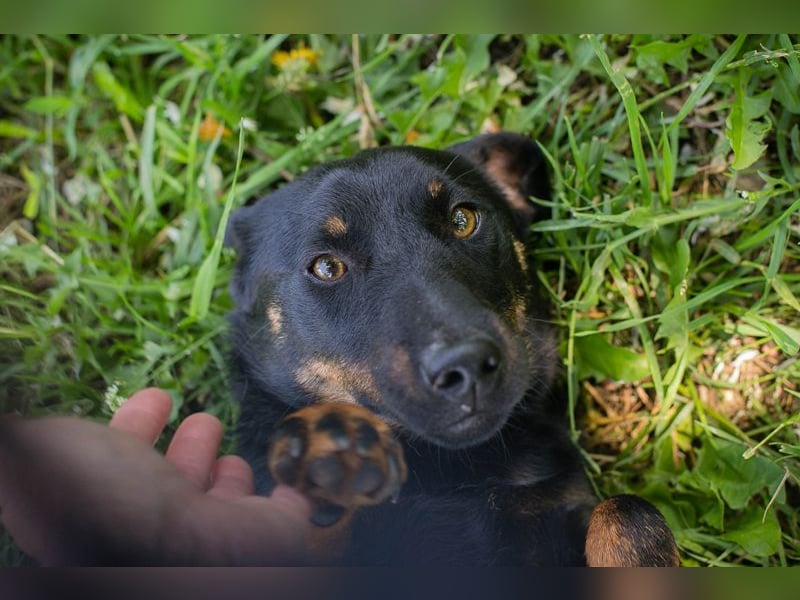 Chip 231610: Sucht ein Zuhause