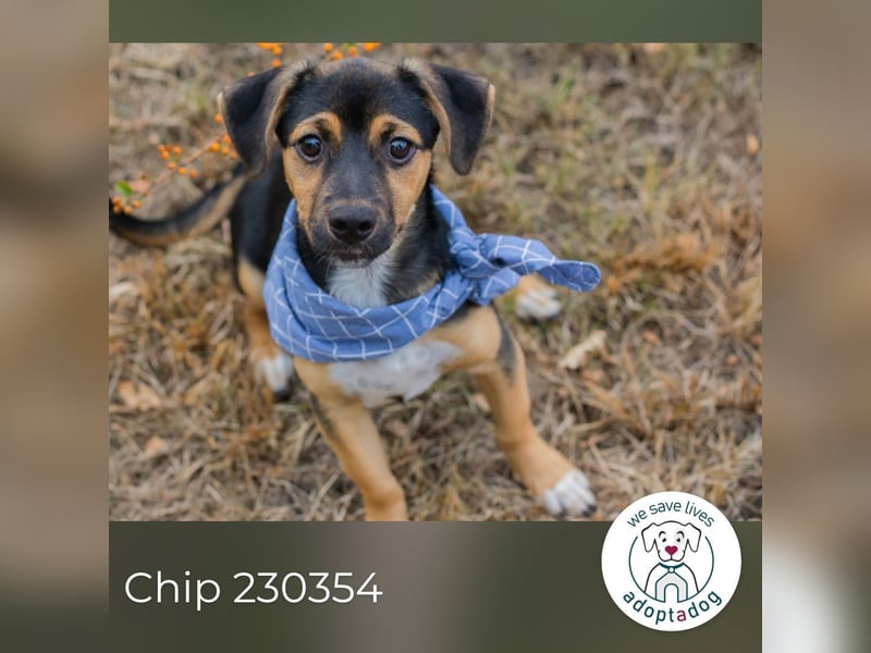 Chip 230354: Hundekind sucht ein Zuhause