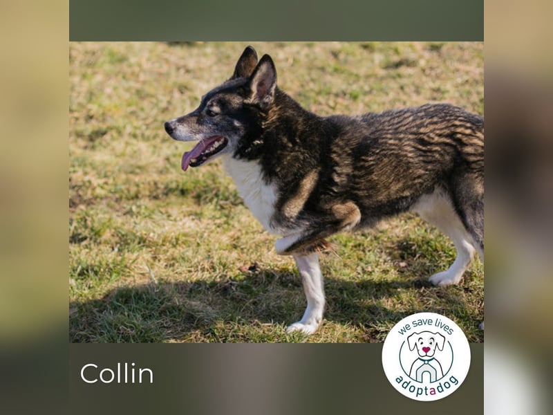 Collin: Lieber Hund mit Handicap
