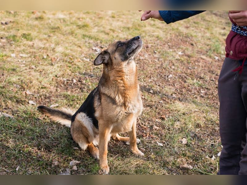 Peppie, lässt gern mal die Ohren hängen!