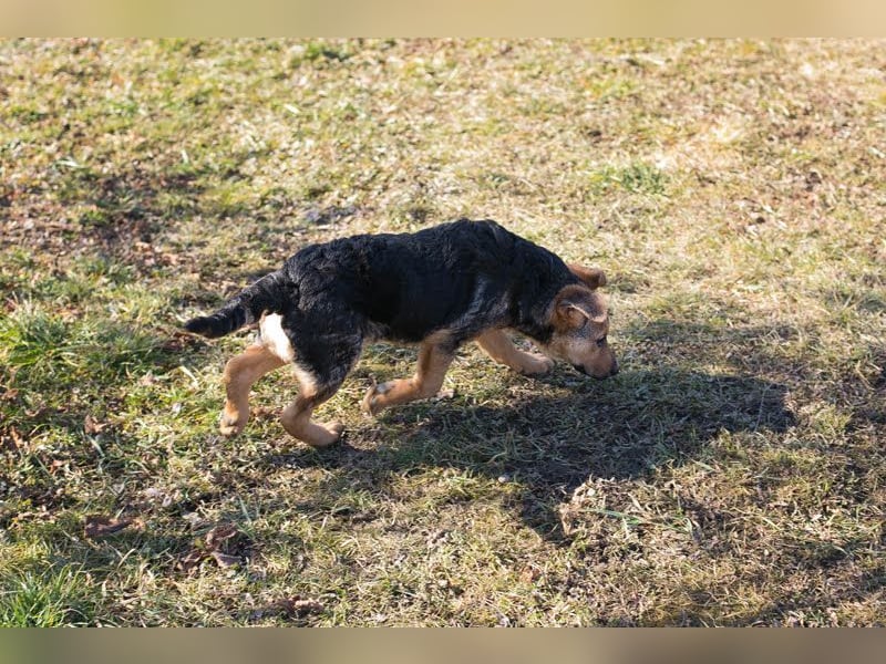 Cookie: Kennt nur das Tierheim