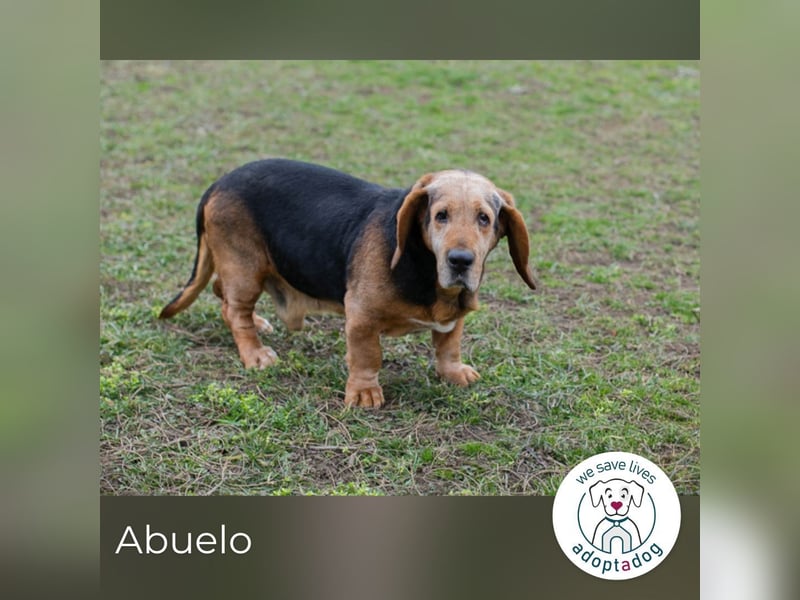 Abuelo: Senior sucht ein Zuhause