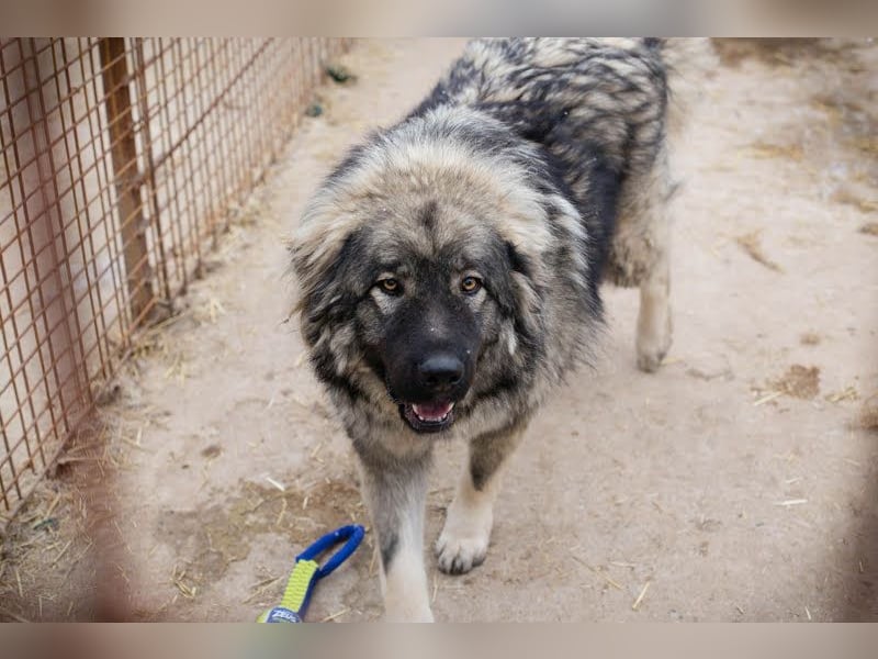 Paul: Besonderer Hund braucht ein Zuhause