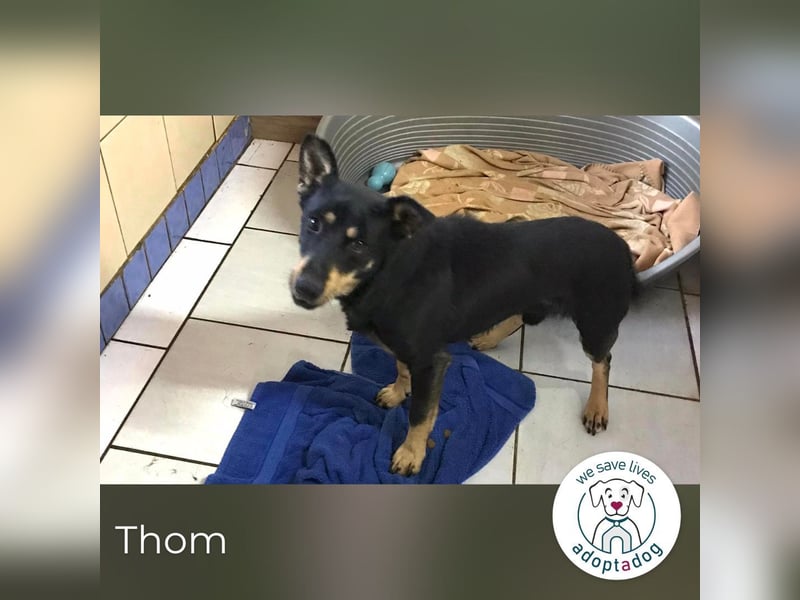Thom – Sucht ein Zuhause