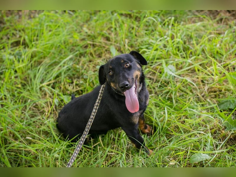 Chip 231610: Sucht ein Zuhause