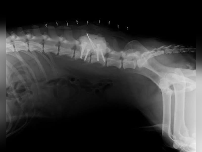 Sidney: Ein Wunder auf vier Pfoten