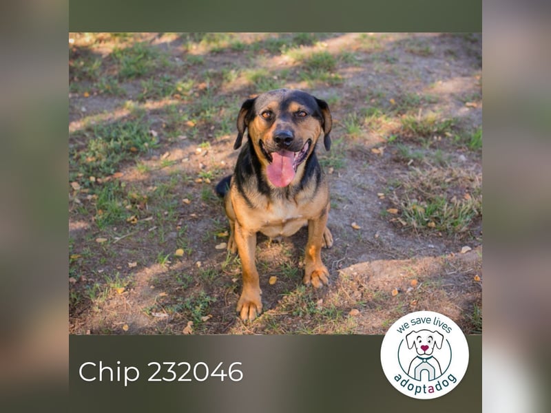 Chip 232046: Sucht ein Zuhause
