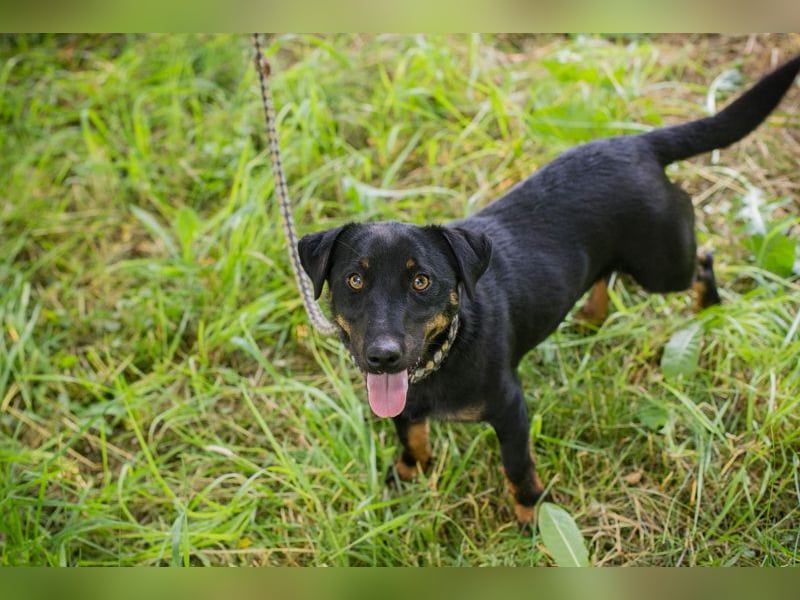 Chip 231610: Sucht ein Zuhause