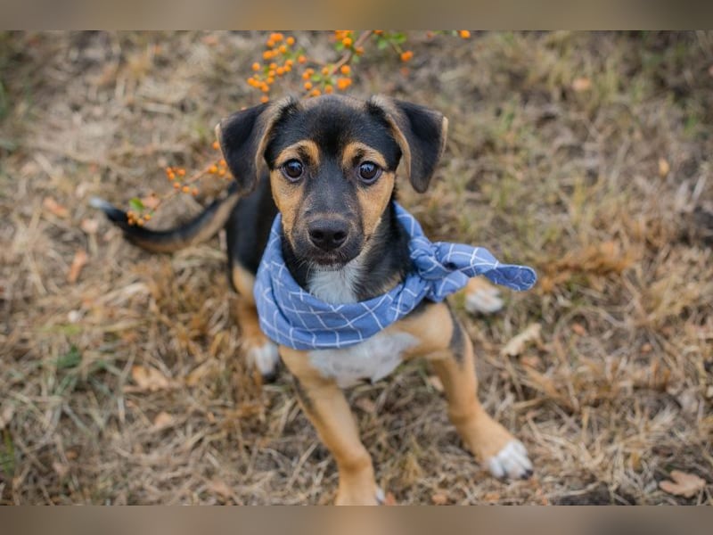 Chip 230354: Hundekind sucht ein Zuhause
