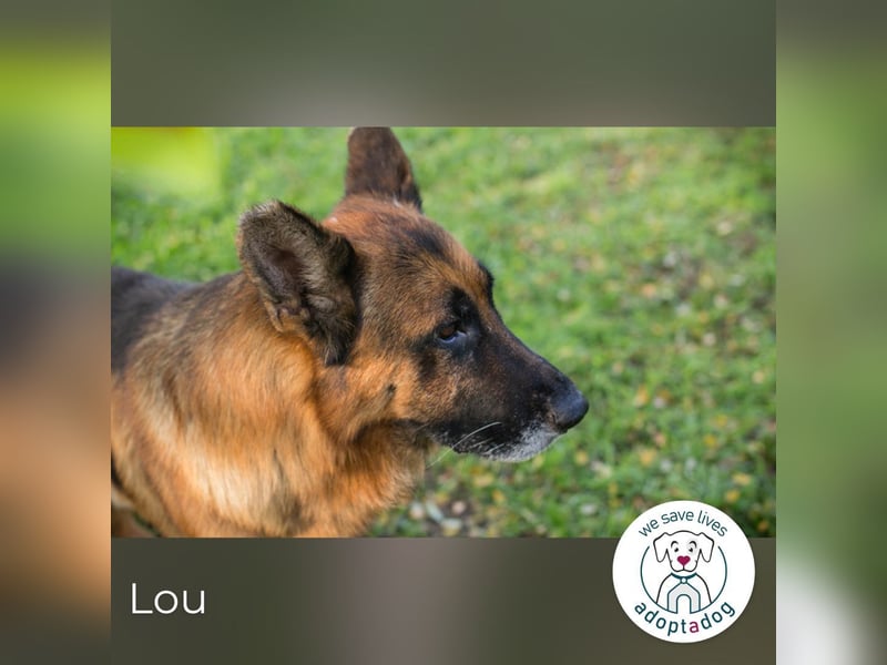 Lou: sucht ein Zuhause