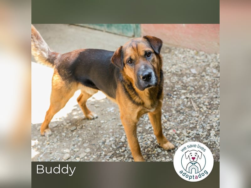 Buddy: Sucht ein Zuhause