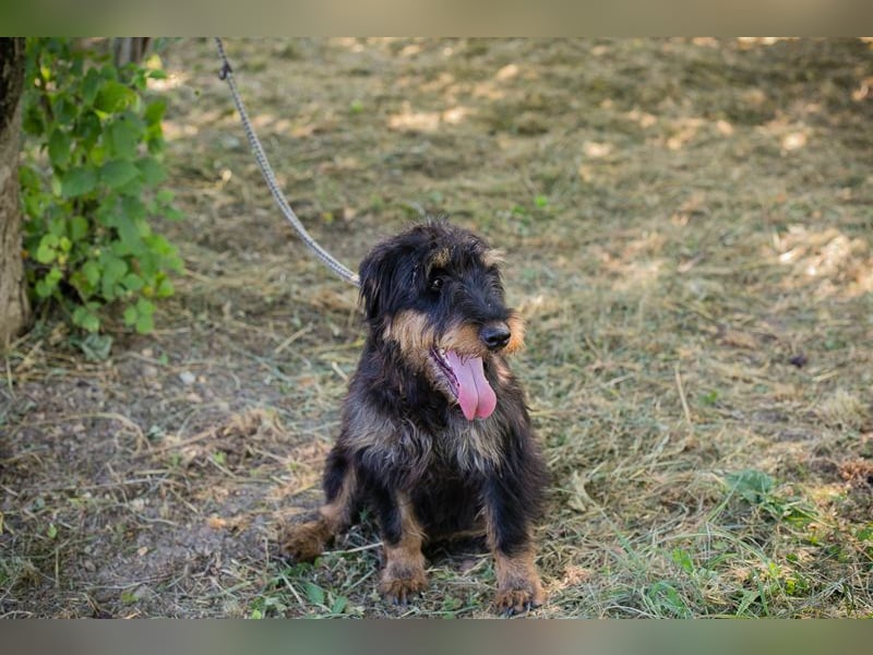 Eliot: Sucht ein Zuhause