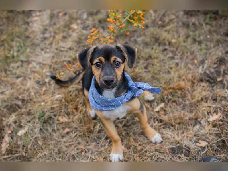 Chip 230354: Hundekind sucht ein Zuhause