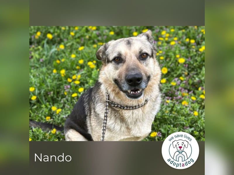 Nando: Spielgefährte gesucht!