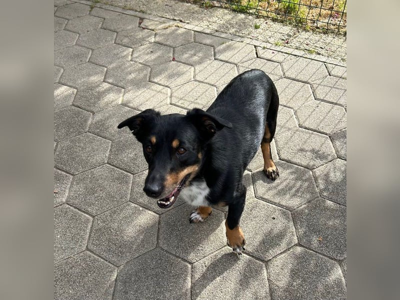 Sidney: Ein Wunder auf vier Pfoten