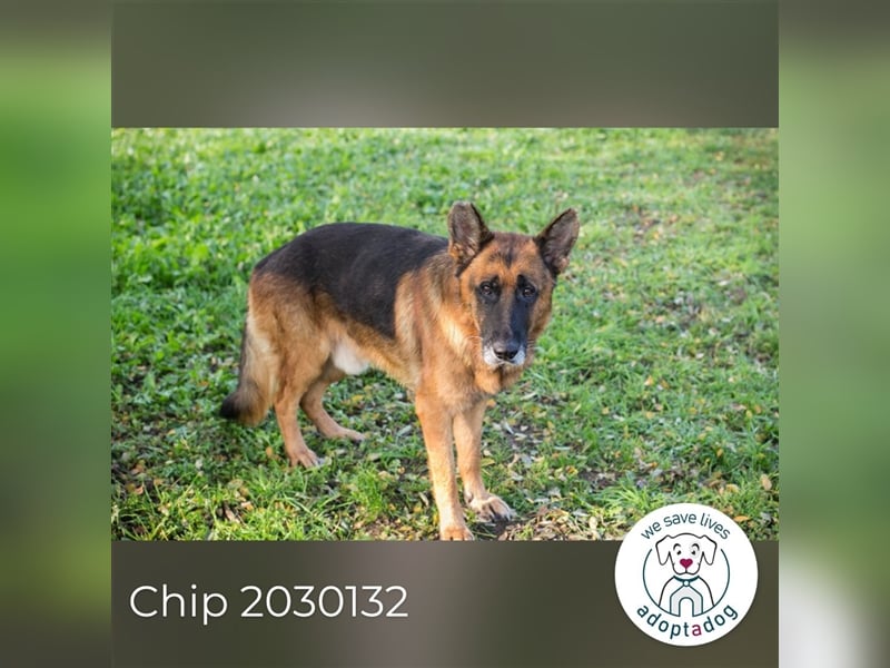 Chip 2030132: sucht ein Zuhause