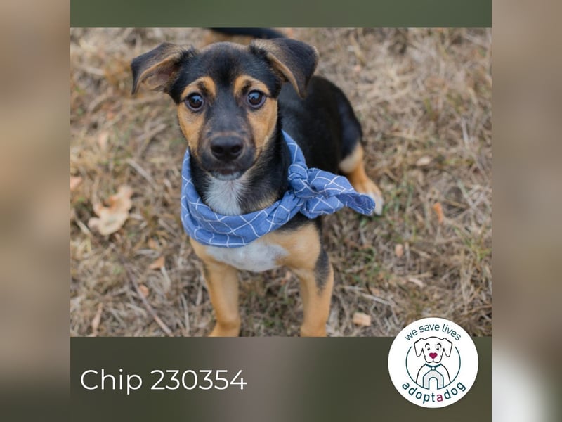 Chip 230354: Hundekind sucht ein Zuhause