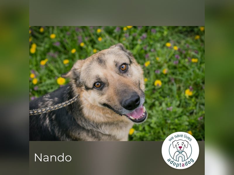 Nando: Spielgefährte gesucht!