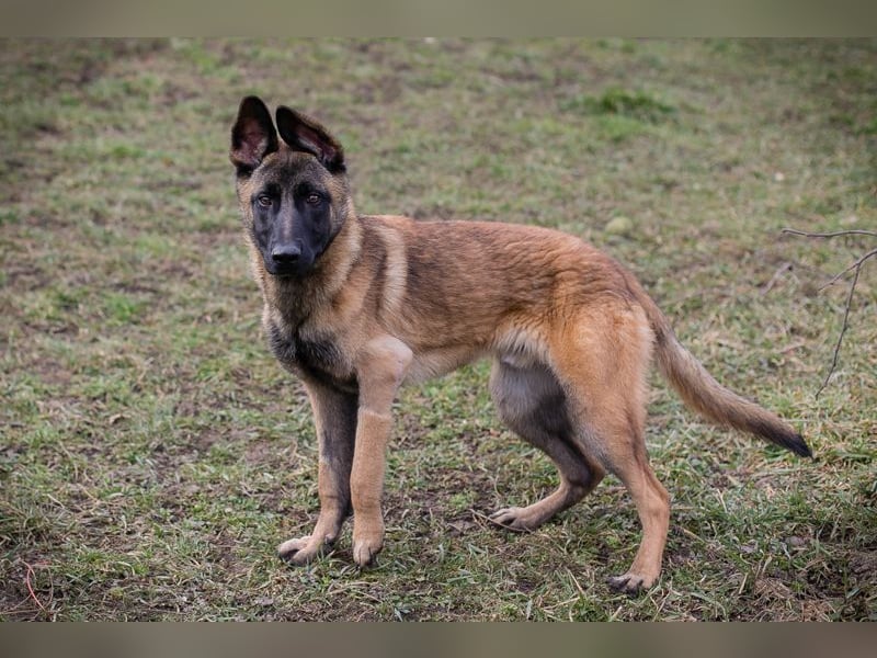 Lijan: Hundekind sucht ein Zuhause