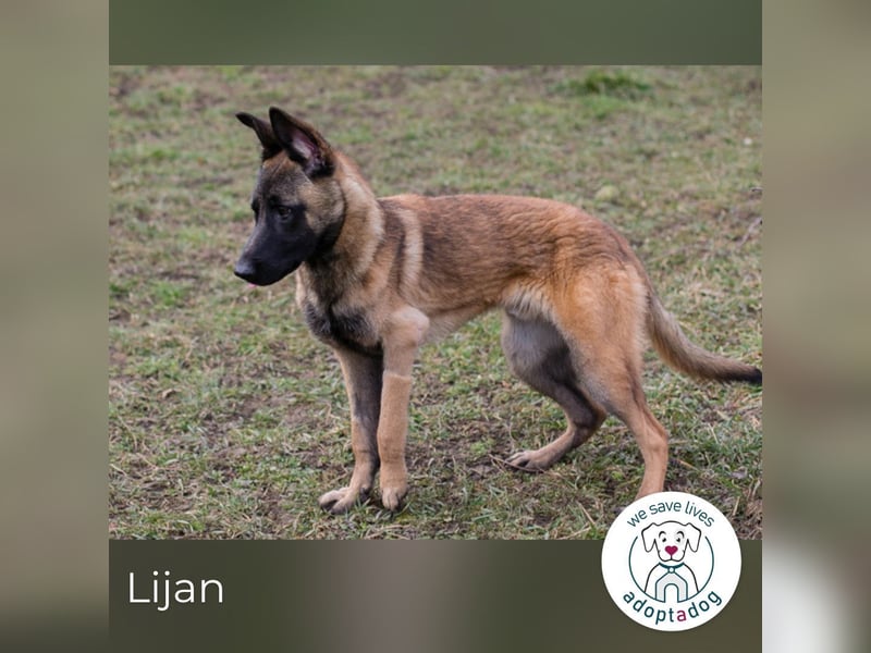 Lijan: Hundekind sucht ein Zuhause