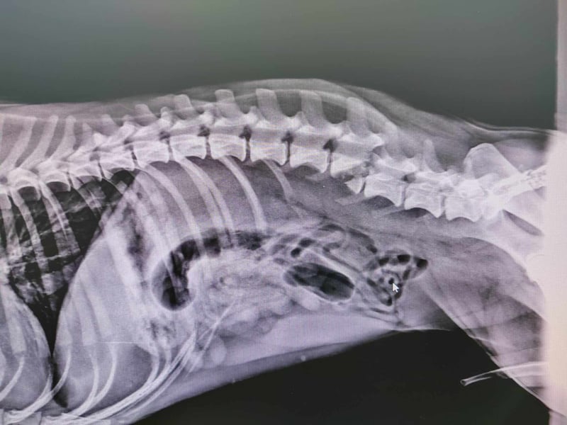Sidney: Ein Wunder auf vier Pfoten