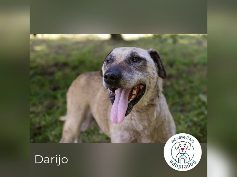 Darijo: Geschenk in Hundeform