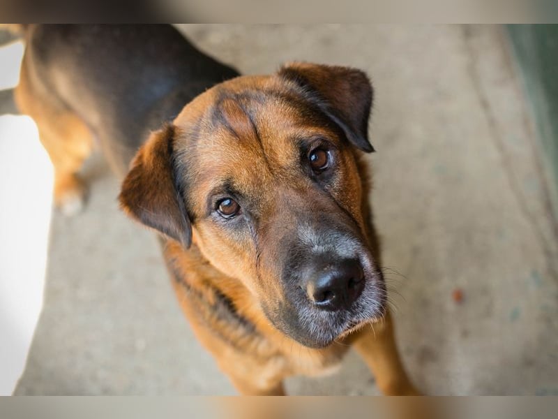 Buddy: Sucht ein Zuhause