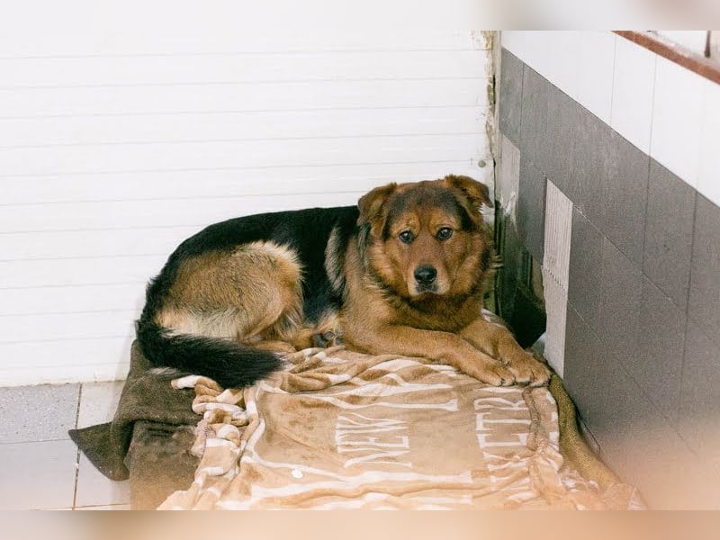 Milo – Harte Schale, weicher Kern