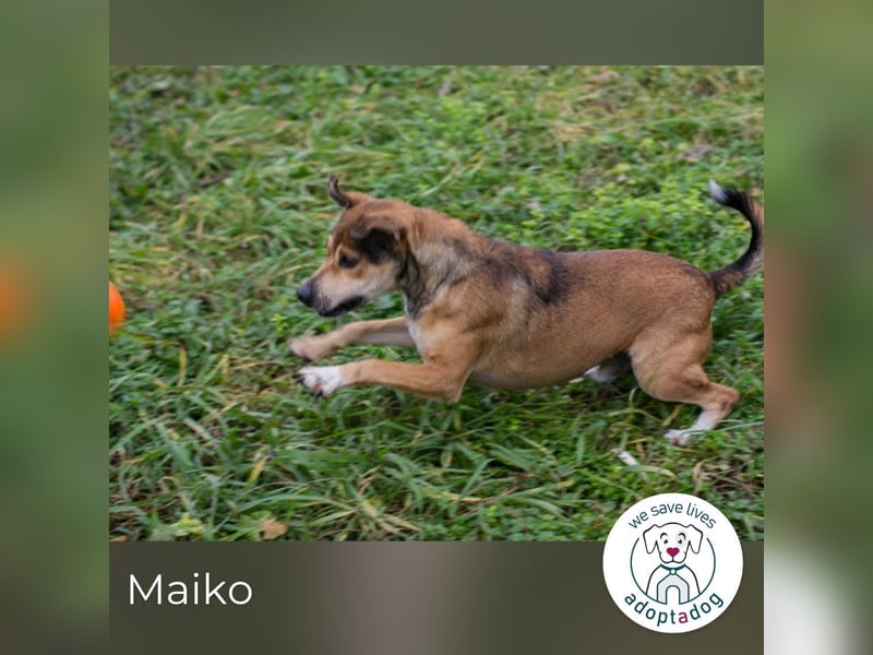 Maiko: Charmeur auf vier Pfoten